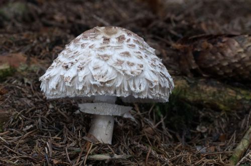 Shaggy parasol mushroom Chlorophyllum rhacodes with scaly cap growing on forest floor