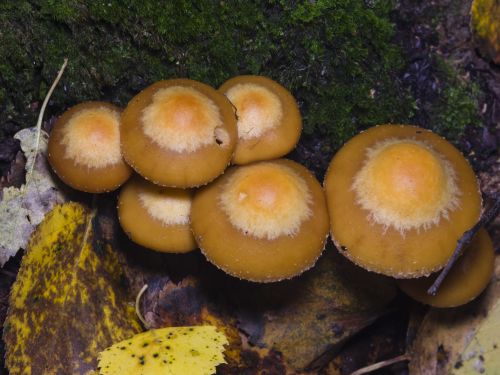 Sheathed woodtuft mushrooms Kuehneromyces mutabilis growing in cluster on rotting wood