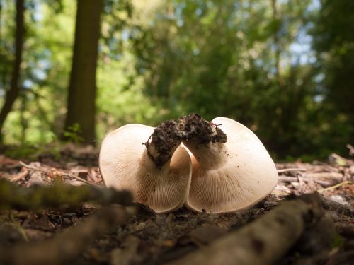 Underside of St George’s mushroom Calocybe gambosa showing pale crowded gills on the woodland floor