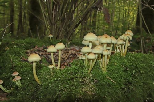 Cluster of sulphur tuft mushrooms Hypholoma fasciculare growing on mossy woodland log with pale yellow caps and slender stems