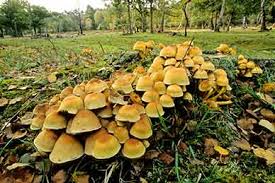 Large cluster of sulphur tuft mushrooms Hypholoma fasciculare growing on decaying wood in woodland