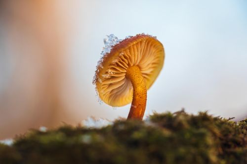 Velvet shank mushroom Flammulina velutipes showing orange stem and pale gills growing on moss with frost crystals
