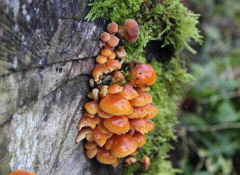 Cluster of velvet shank mushrooms Flammulina velutipes growing on a mossy tree trunk with glossy orange caps