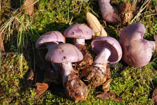 Group of wood blewit mushrooms Lepista nuda with lilac-purple caps growing on mossy woodland floor