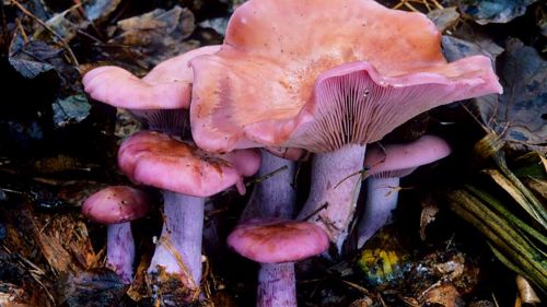 Wood blewit mushrooms Lepista nuda with pinkish-purple caps and lilac stems growing among woodland leaf litter