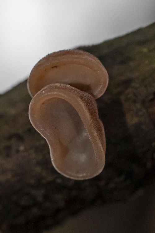 Wood ear fungus Auricularia auricula-judae growing on tree bark with translucent ear-shaped brown fruiting body