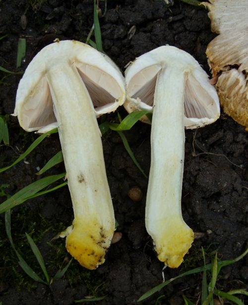 Yellow stainer mushroom Agaricus xanthodermus showing white cap, pale gills, and yellow staining at the base of the stem