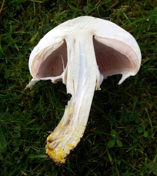 Yellow stainer mushroom Agaricus xanthodermus cut open showing pinkish gills and bright yellow staining at the stem base